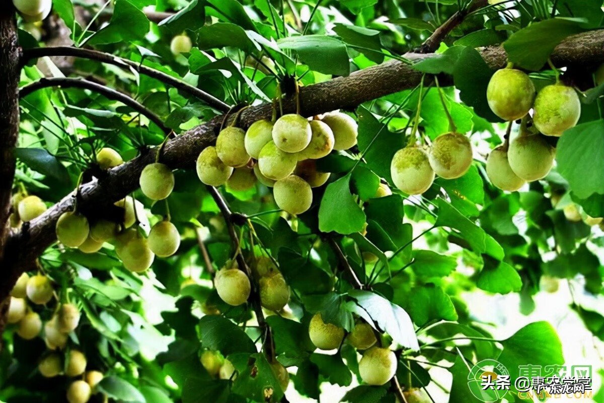 白果的别名 白果是什么意思