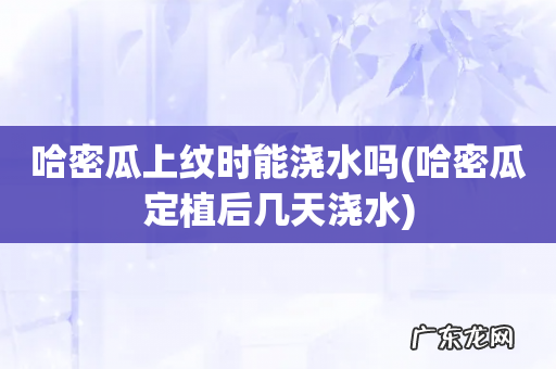 哈密瓜定植后几天浇水 哈密瓜上纹时能浇水吗