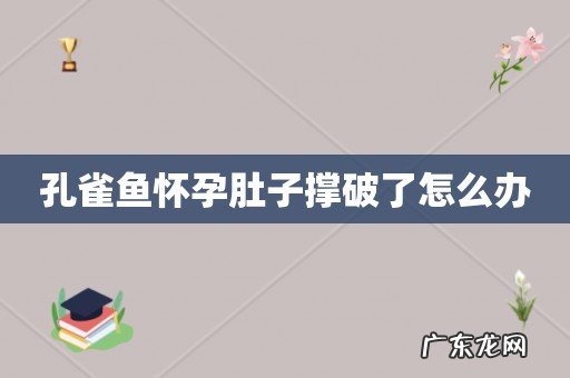 孔雀鱼怀孕肚子撑破了怎么办