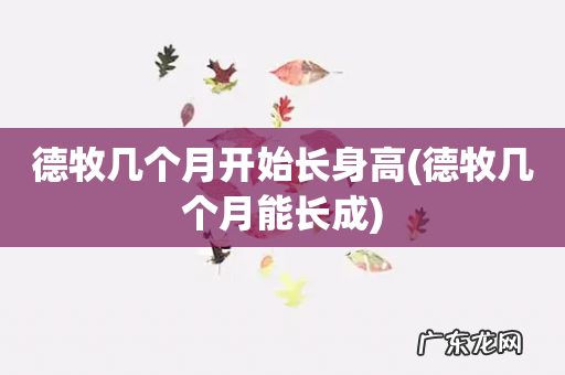 德牧几个月能长成 德牧几个月开始长身高