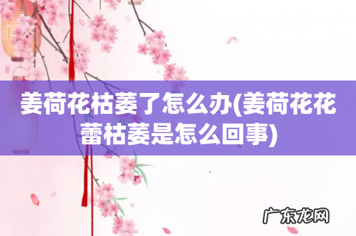 姜荷花花蕾枯萎是怎么回事 姜荷花枯萎了怎么办