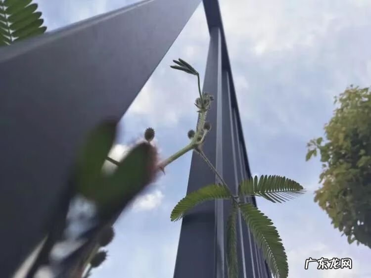 宿舍需要注意风水问题吗 宿舍养花风水