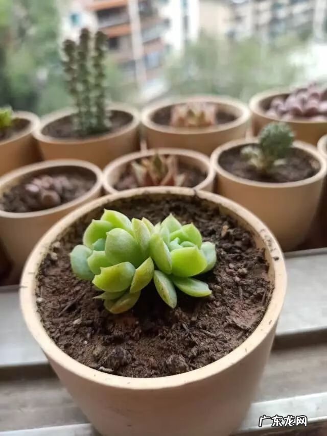 宿舍需要注意风水问题吗 宿舍养花风水