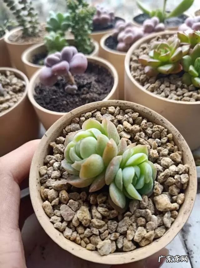 宿舍需要注意风水问题吗 宿舍养花风水