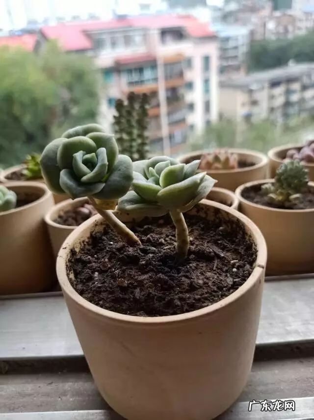 宿舍需要注意风水问题吗 宿舍养花风水