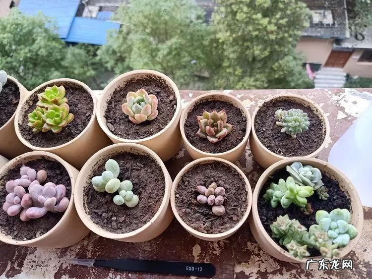 宿舍需要注意风水问题吗 宿舍养花风水