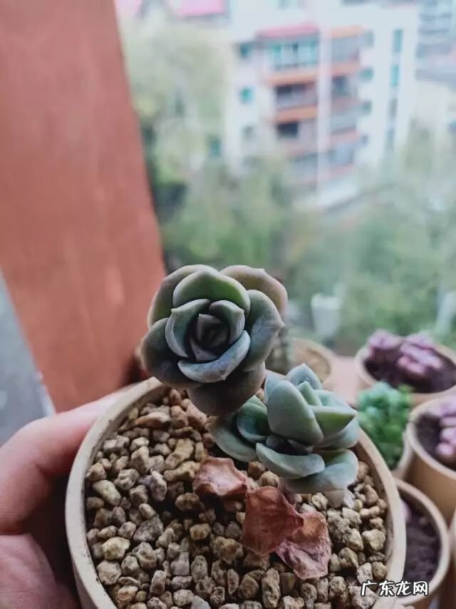 宿舍需要注意风水问题吗 宿舍养花风水