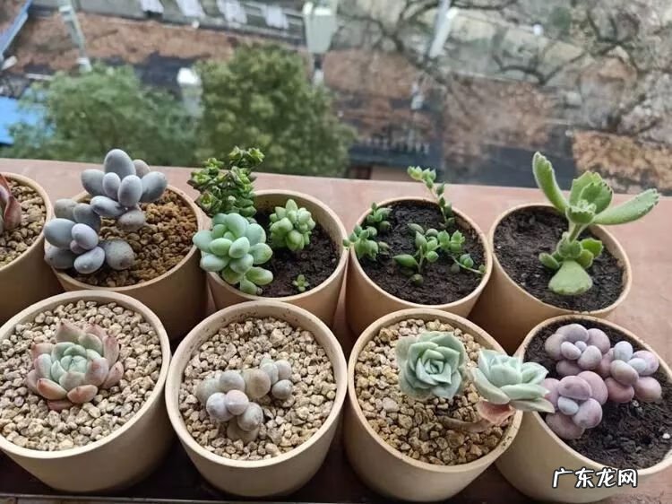 宿舍需要注意风水问题吗 宿舍养花风水