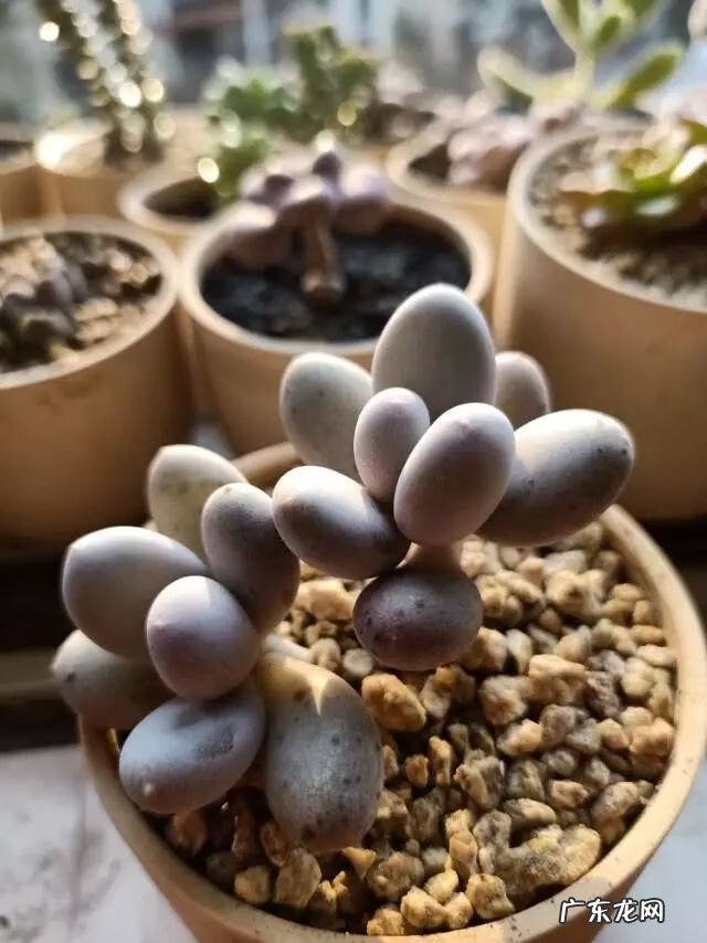 宿舍需要注意风水问题吗 宿舍养花风水