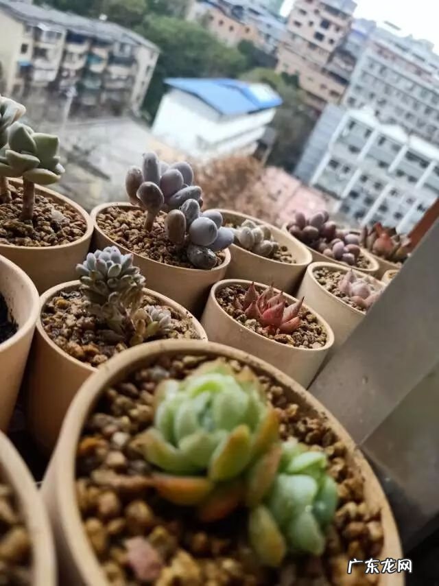 宿舍需要注意风水问题吗 宿舍养花风水