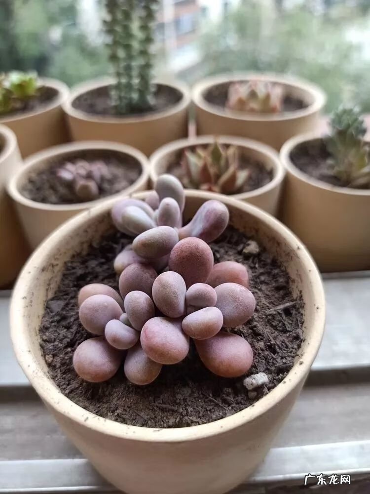 宿舍需要注意风水问题吗 宿舍养花风水