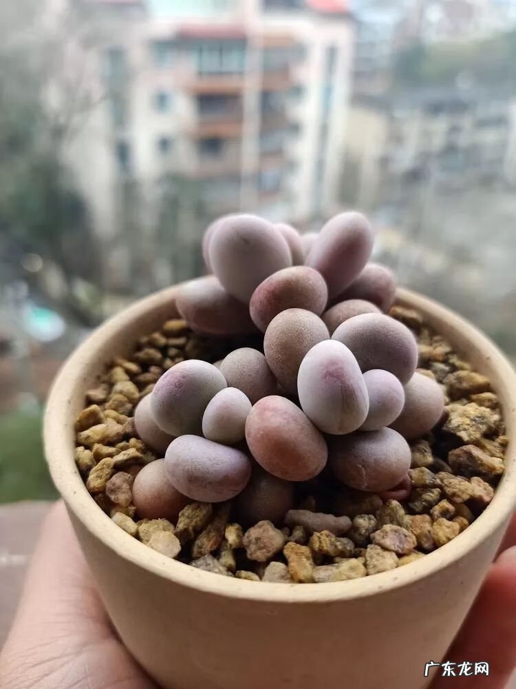 宿舍需要注意风水问题吗 宿舍养花风水