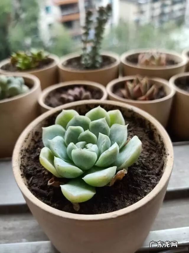 宿舍需要注意风水问题吗 宿舍养花风水