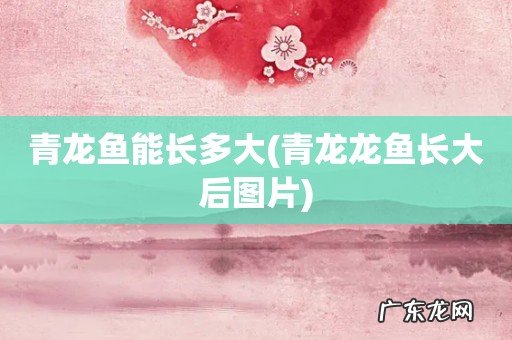 青龙龙鱼长大后图片 青龙鱼能长多大