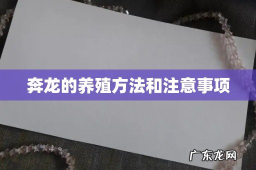 奔龙的养殖方法和注意事项