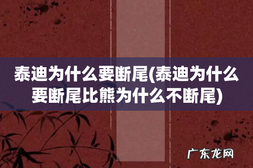 泰迪为什么要断尾比熊为什么不断尾 泰迪为什么要断尾