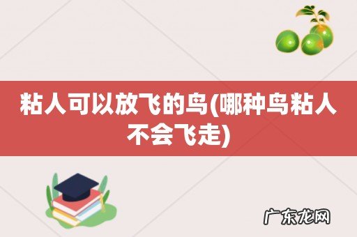 哪种鸟粘人不会飞走 粘人可以放飞的鸟