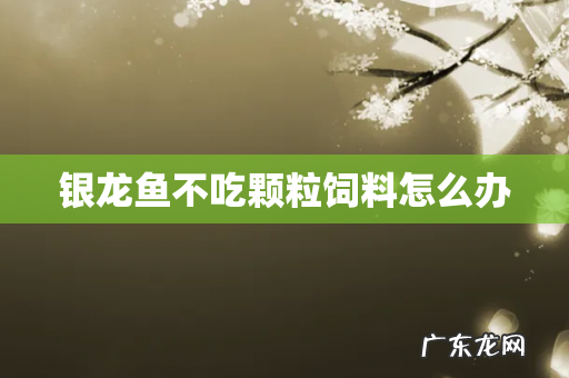 银龙鱼不吃颗粒饲料怎么办