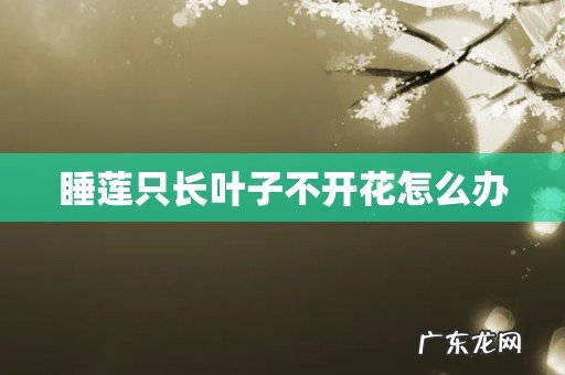 睡莲只长叶子不开花怎么办