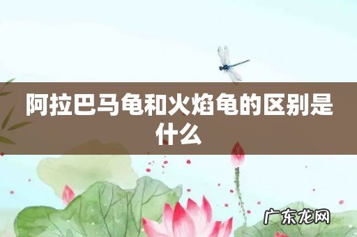 阿拉巴马龟和火焰龟的区别是什么