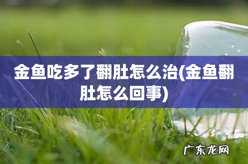 金鱼翻肚怎么回事 金鱼吃多了翻肚怎么治