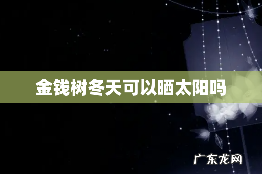 金钱树冬天可以晒太阳吗