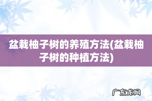 盆栽柚子树的种植方法 盆栽柚子树的养殖方法