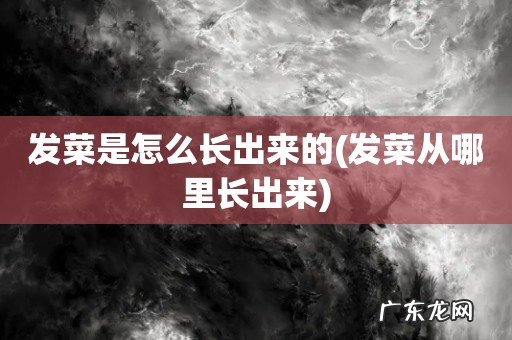发菜从哪里长出来 发菜是怎么长出来的