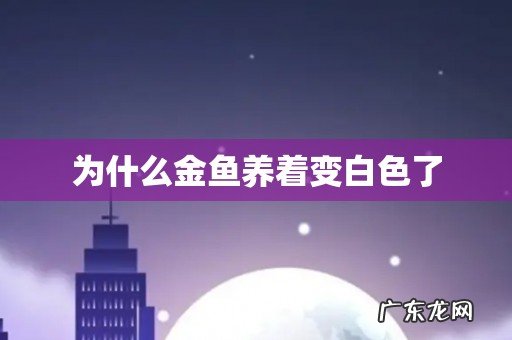为什么金鱼养着变白色了