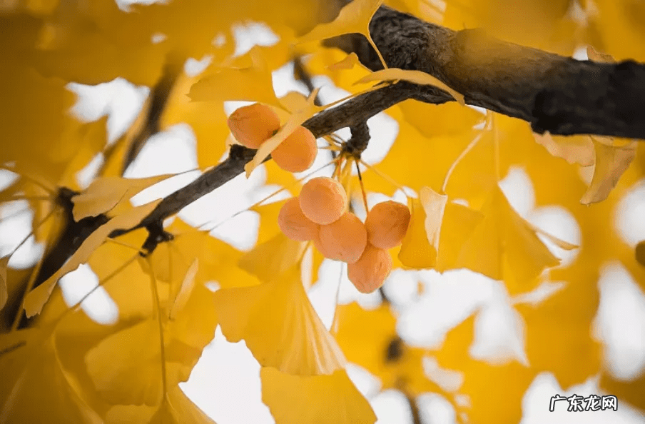 民间止咳平喘偏方 自制止咳化痰偏方