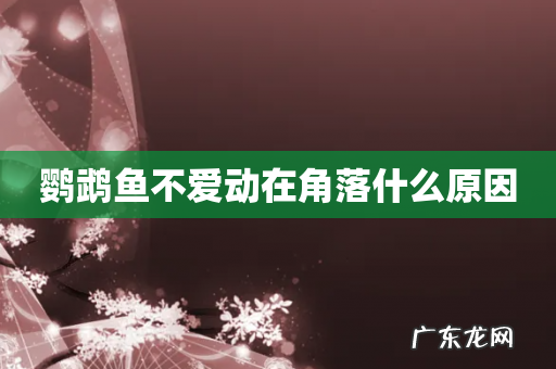 鹦鹉鱼不爱动在角落什么原因