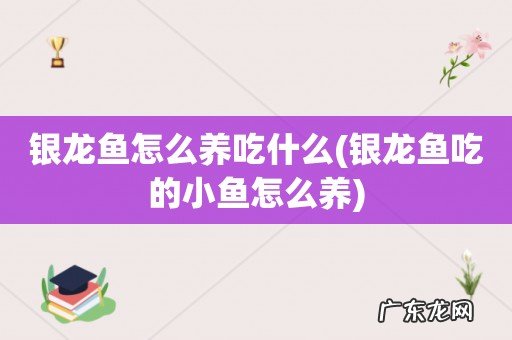 银龙鱼吃的小鱼怎么养 银龙鱼怎么养吃什么