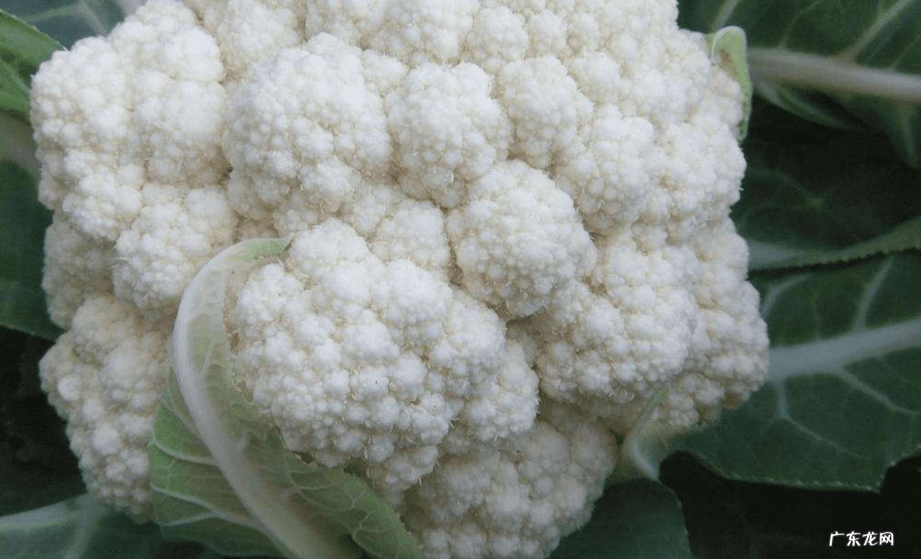 菜花咋样做好吃 菜花怎么做好吃 家常