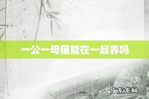 一公一母猫能在一起养吗