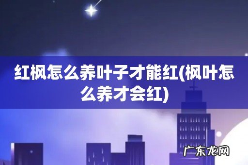 枫叶怎么养才会红 红枫怎么养叶子才能红