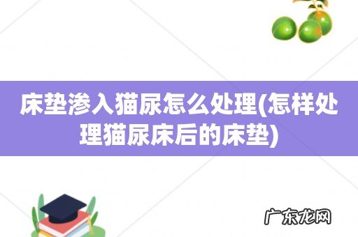 怎样处理猫尿床后的床垫 床垫渗入猫尿怎么处理