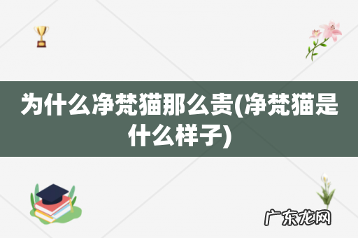 净梵猫是什么样子 为什么净梵猫那么贵