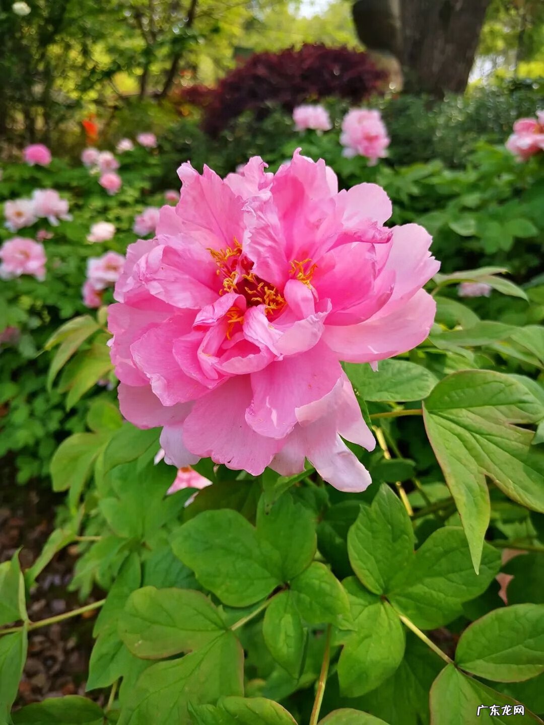 谷雨的寓意是什么意思 谷雨的寓意和象征