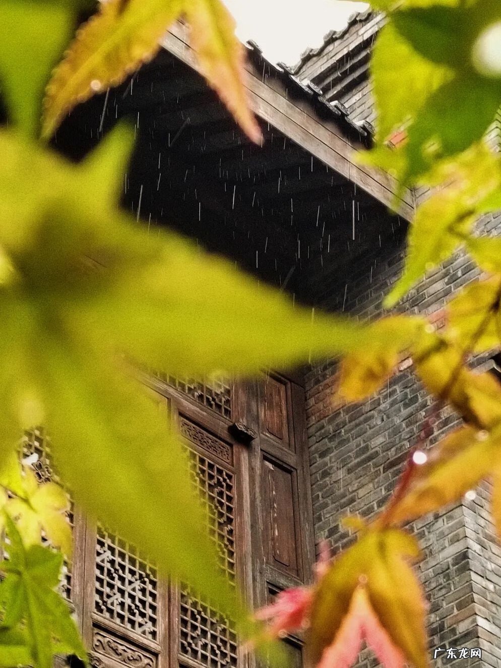 谷雨的寓意是什么意思 谷雨的寓意和象征