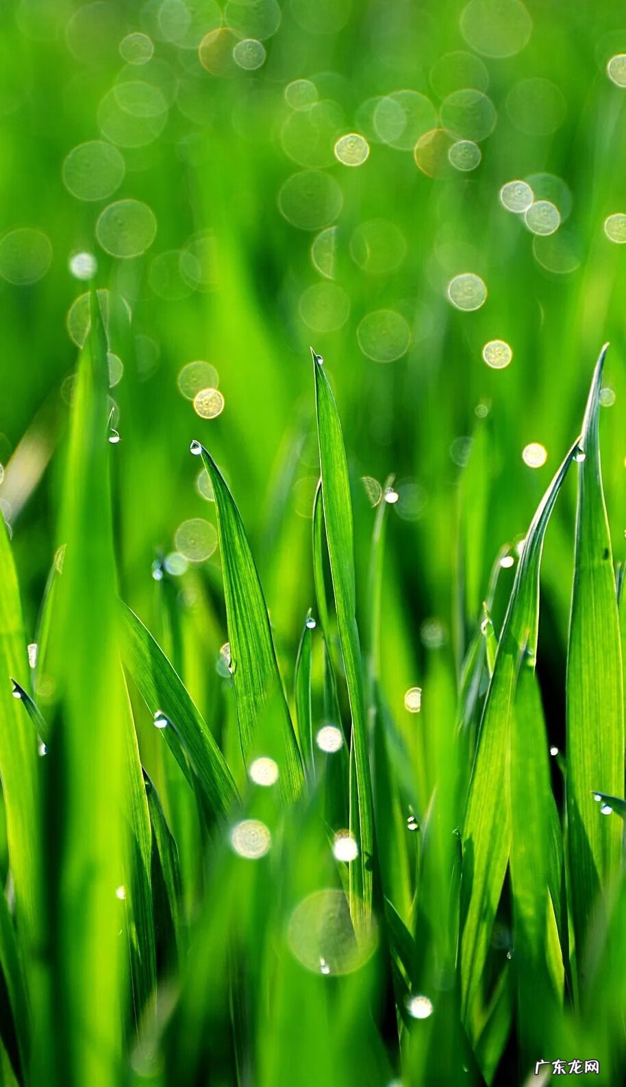 谷雨的寓意是什么意思 谷雨的寓意和象征