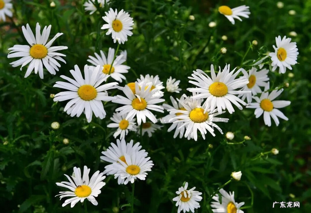 谷雨的寓意是什么意思 谷雨的寓意和象征