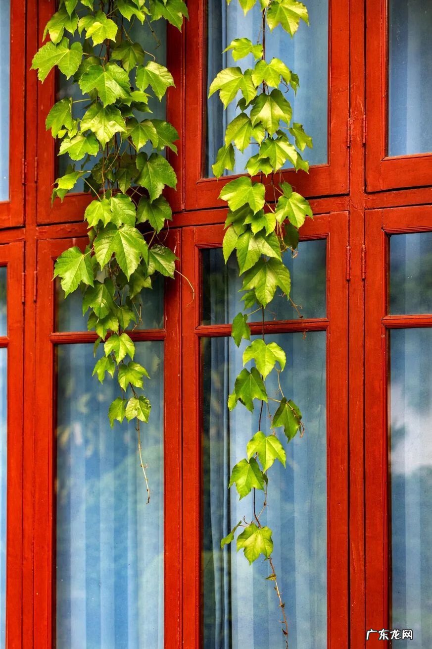 谷雨的寓意是什么意思 谷雨的寓意和象征