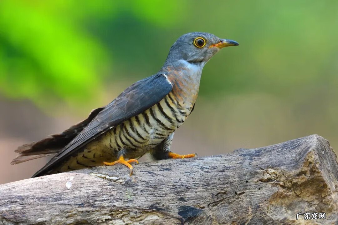 谷雨的寓意是什么意思 谷雨的寓意和象征