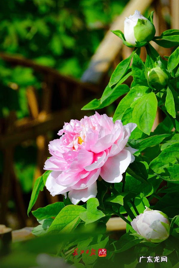 谷雨的寓意是什么意思 谷雨的寓意和象征