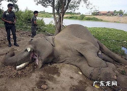 喀麦隆怎么样 喀麦隆风土人情