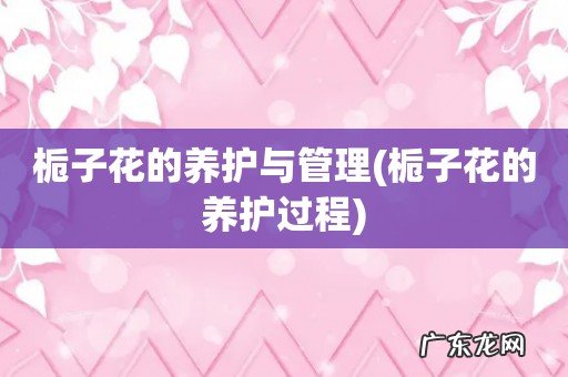 栀子花的养护过程 栀子花的养护与管理