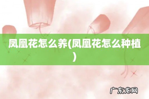 凤凰花怎么种植 凤凰花怎么养