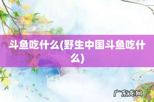 野生中国斗鱼吃什么 斗鱼吃什么