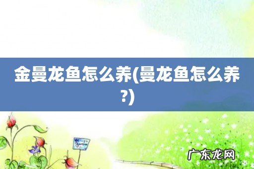 曼龙鱼怎么养? 金曼龙鱼怎么养