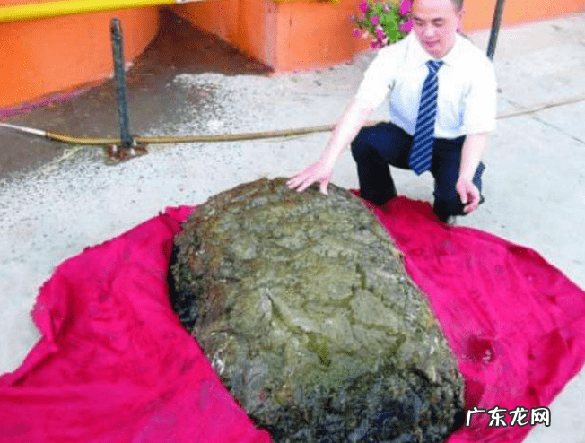 太岁市场价 太岁的价格是多少